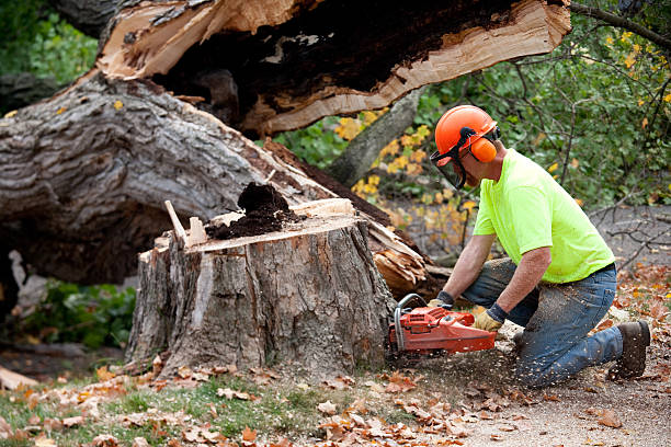 Seasonal Cleanup (Spring/Fall) in Overlea, MD